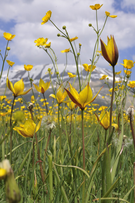 Wild tulip - Tulipa sylvestris