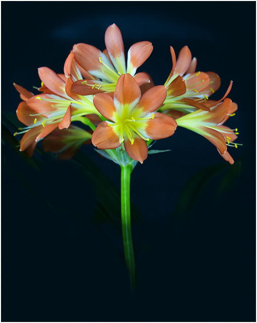 Clivia miniata